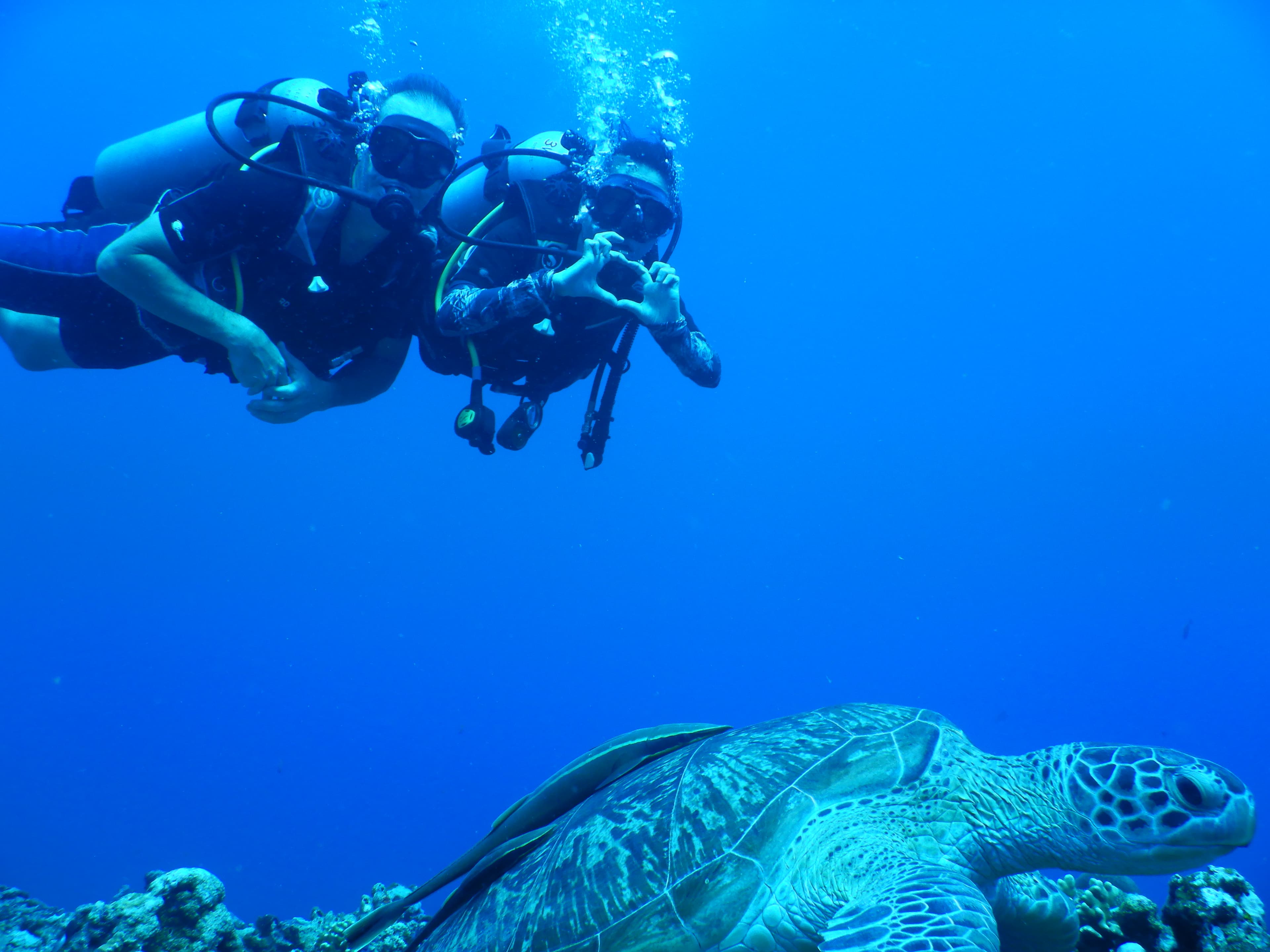 Scuba diving with a sea turtle on the Great Barrier Reef
