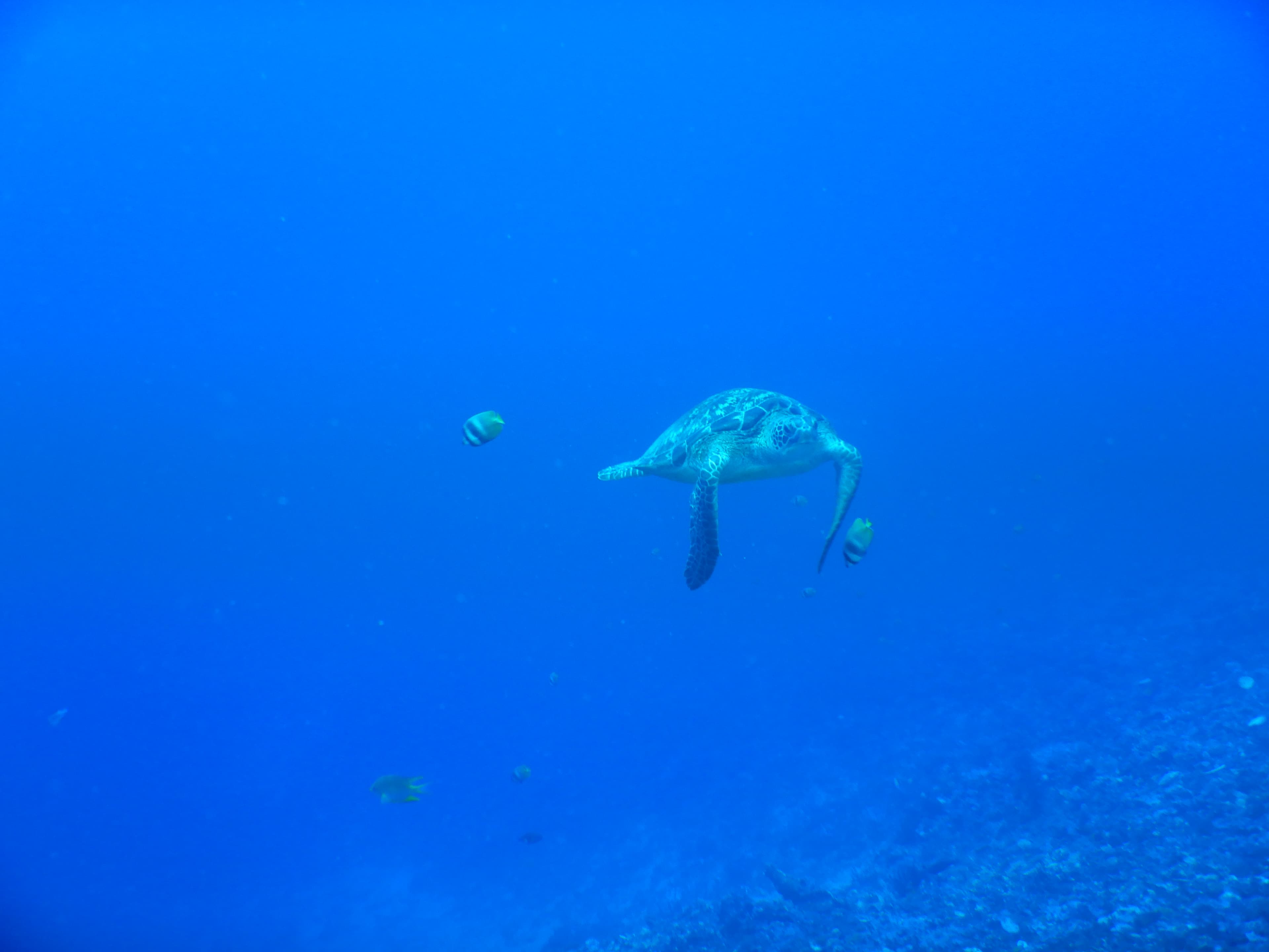 Turtle gliding through deep blue water