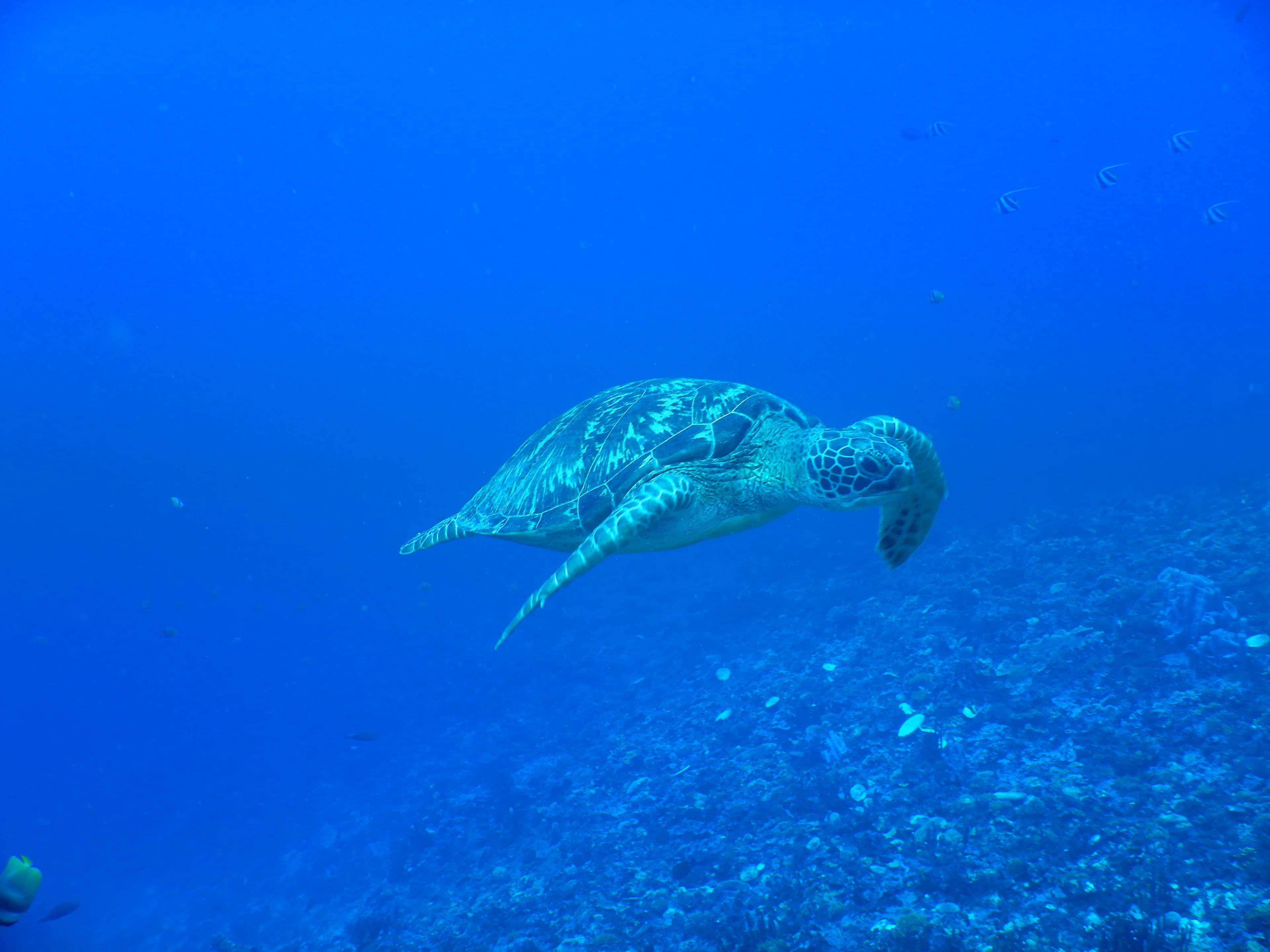 Sea Turtles