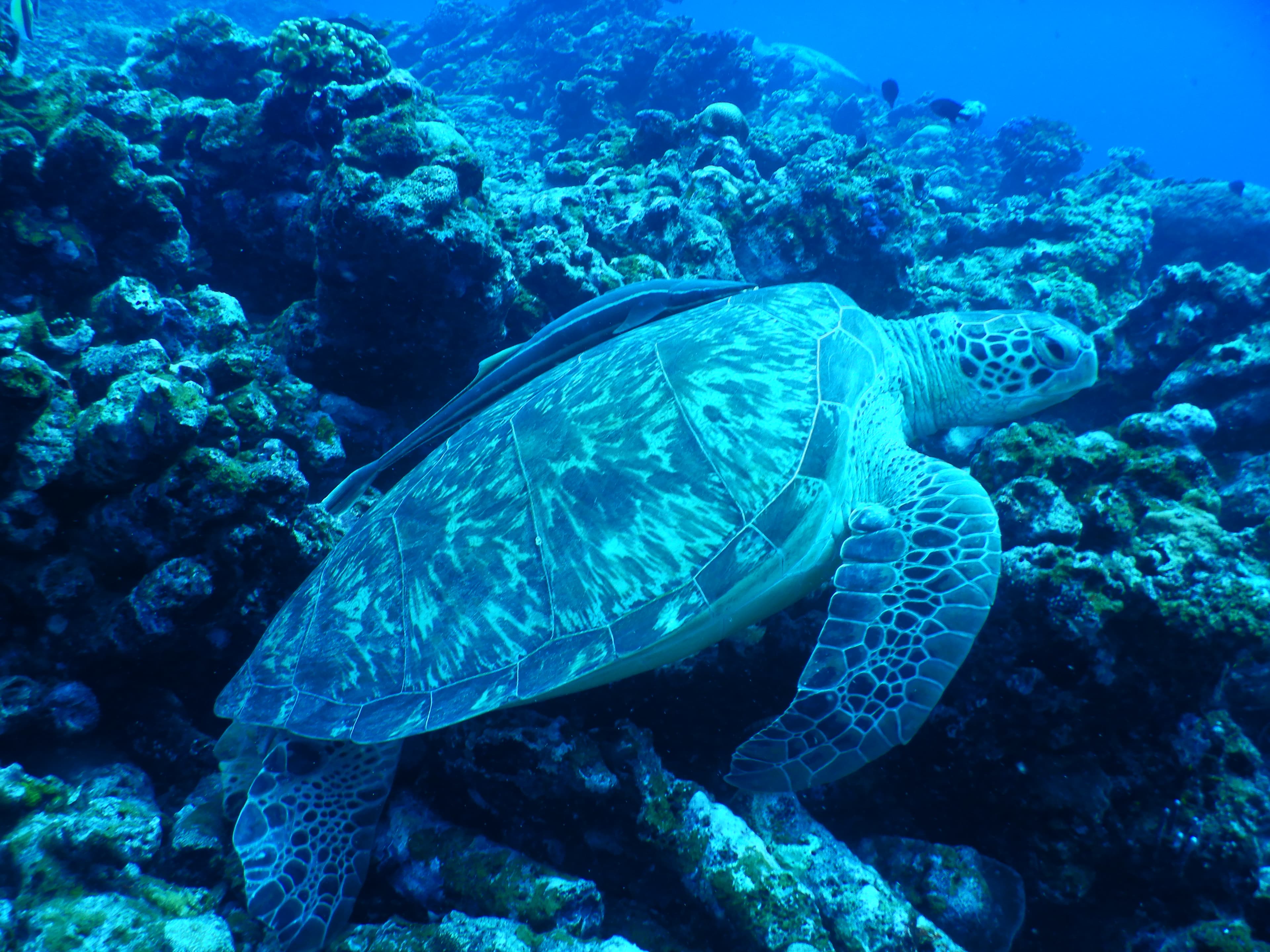 Sea turtle resting on coral