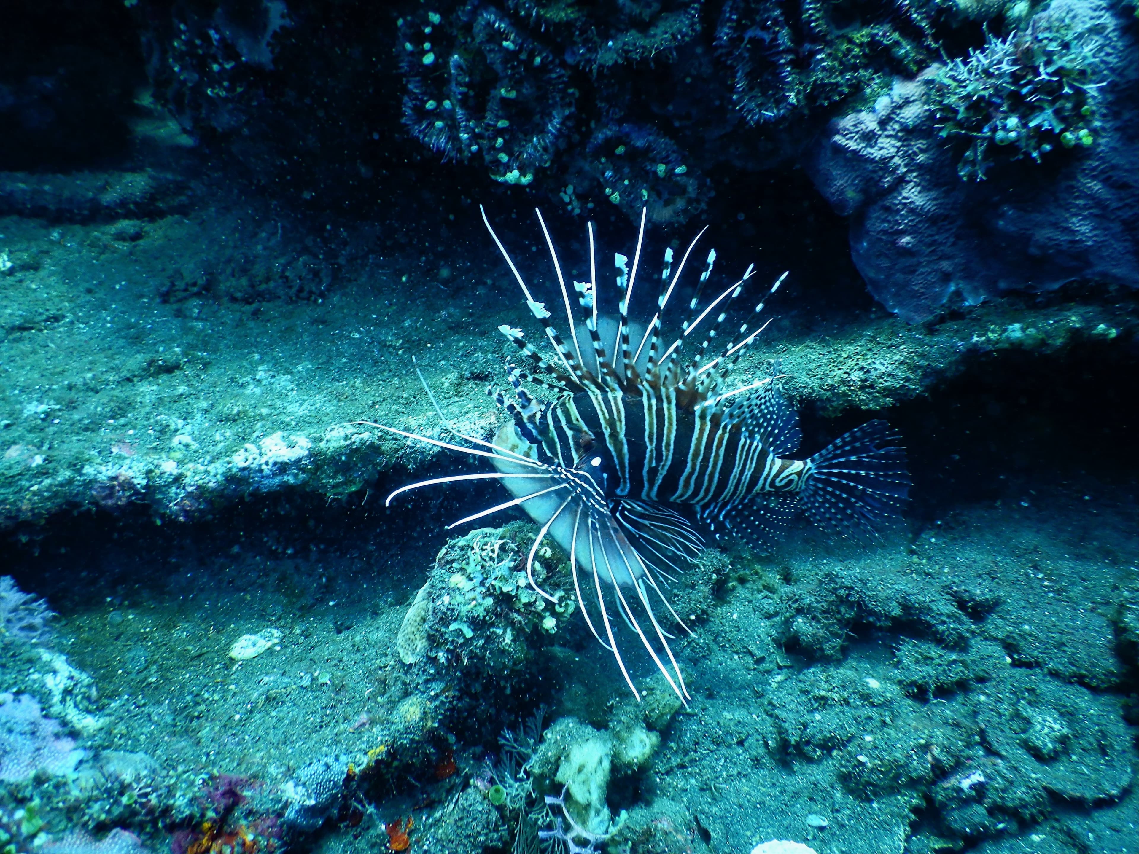 Lionfish