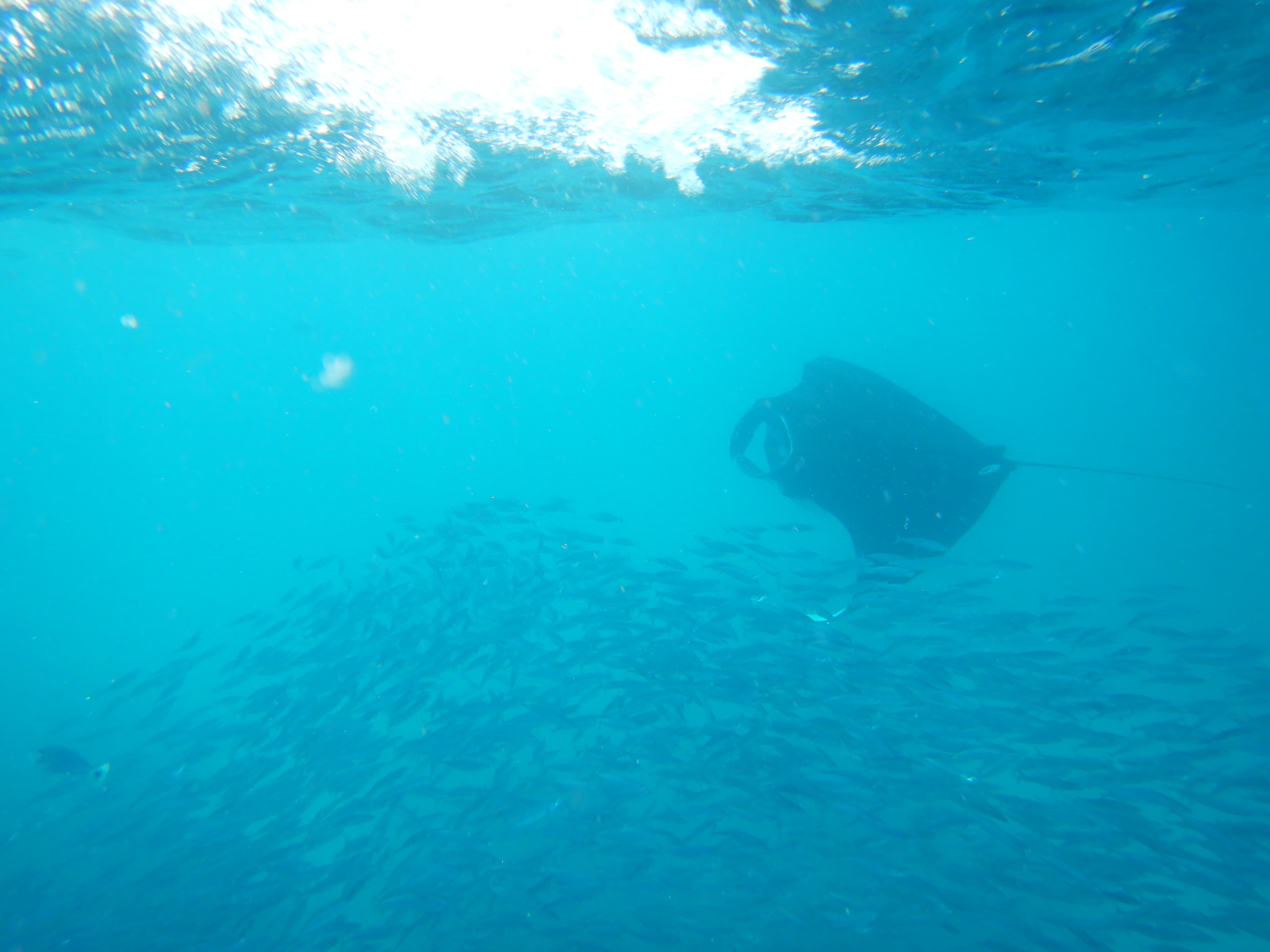 Manta ray silhouette above a school of fish