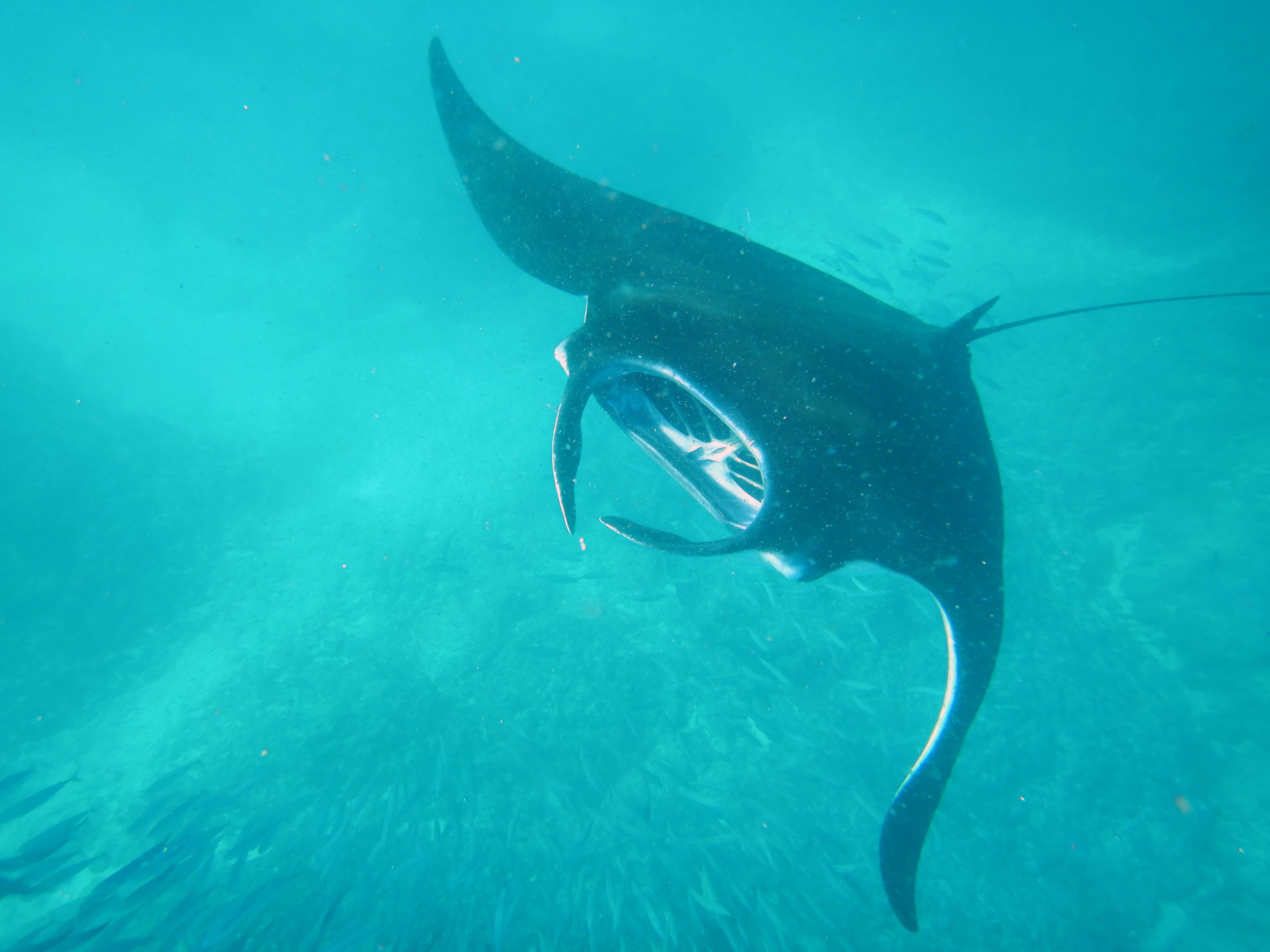 Manta Rays
