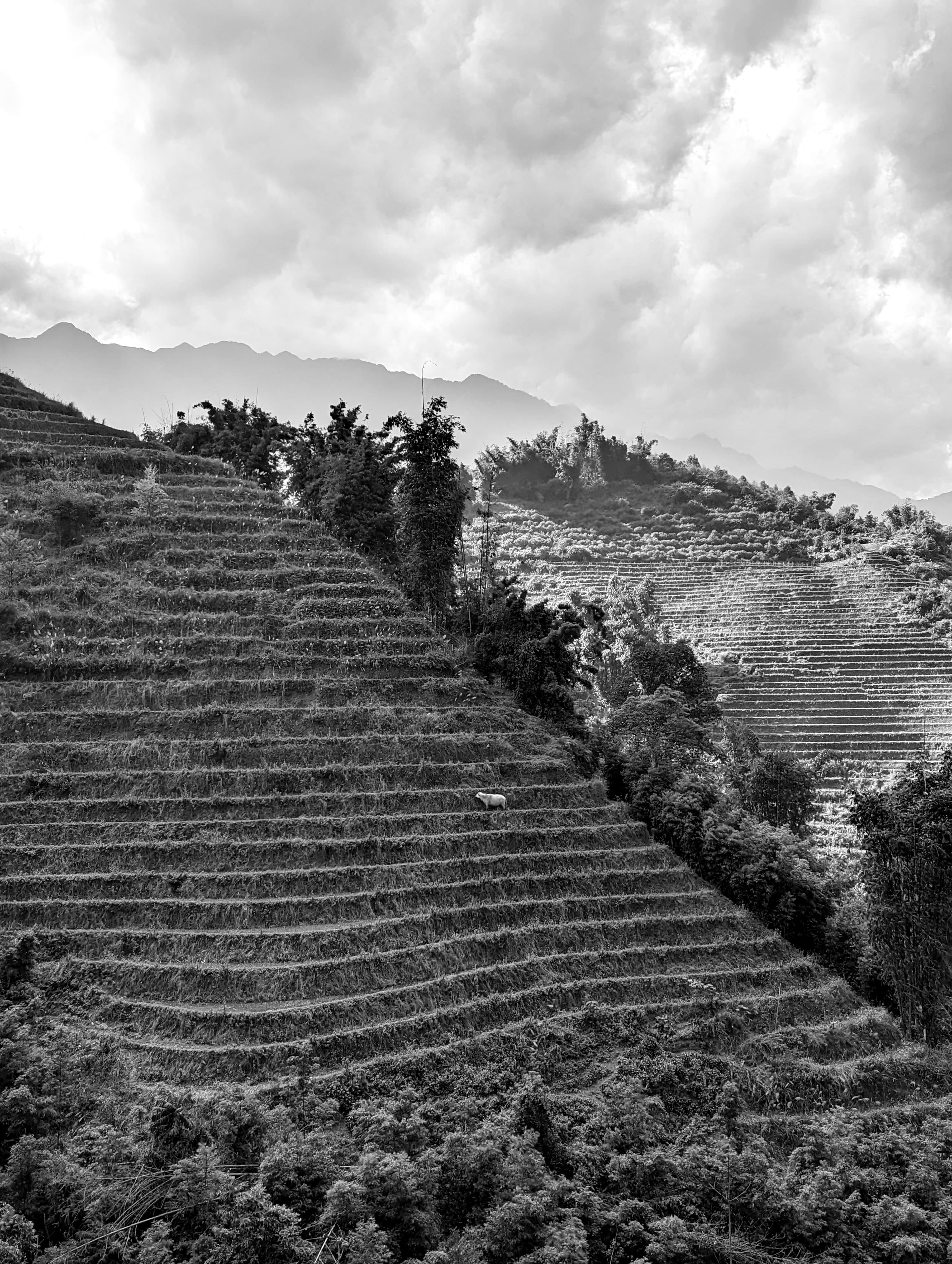 Terraced Hillside