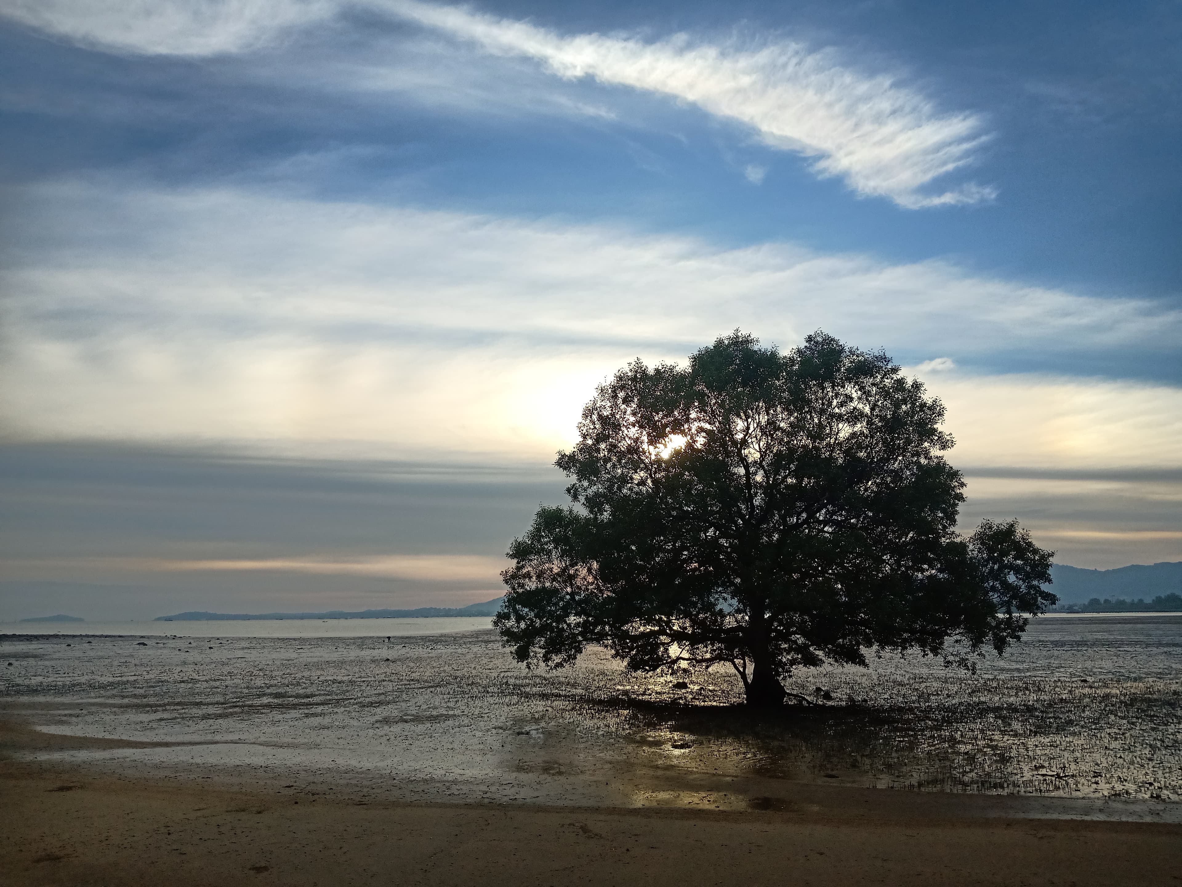 Tree silhouetted on the shore at sunset