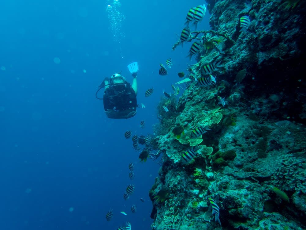 Diving along a coral wall teeming with fish